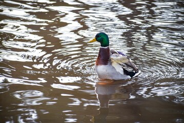 Male wild duck (Mallard) swimming in a tranquil lake with visible reflection during daytime