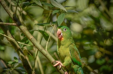 Closeup of a beautiful parakeet perched on a plant in a garden