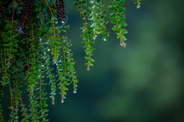 Closeup of waterdrops on the leaves of a plant