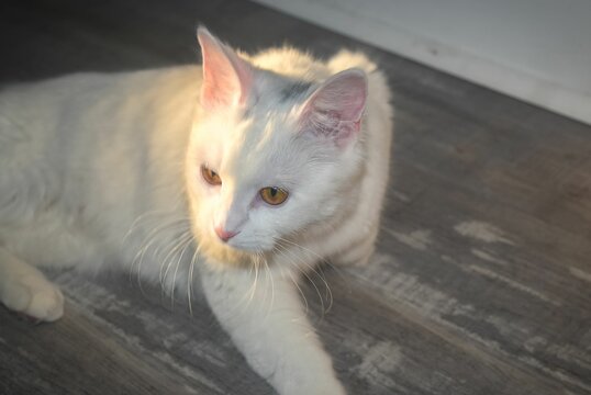 Closeup view of a big white cat with yellow eyes lying on gray floor