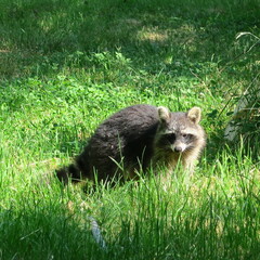 live raccoon in green meadow