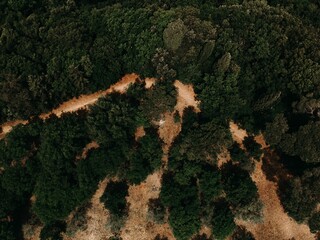 Aerial view over forest trees on desert ground