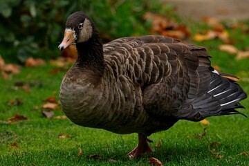 Close-up shot of a goose standing on the grass