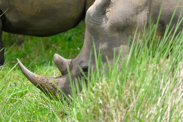 rhino in Uganda