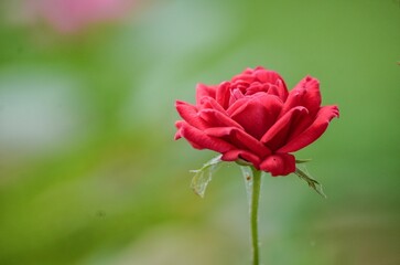 Red flowering rose in the garden, close-up