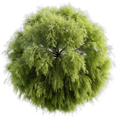 top view willow tree isolated on transparent background