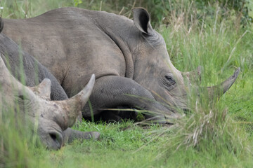 rhino in Uganda - obrazy, fototapety, plakaty