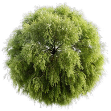 top view willow tree isolated on transparent background