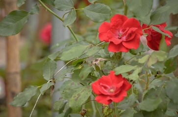 Selective focus shot of red double cinnamon roses on a shrub