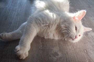 Closeup view of a big white cat with pointed ears lying on gray floor is looks opposite