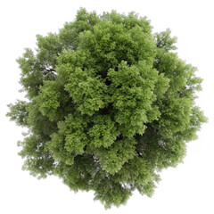 Fototapeta premium top view ash tree isolated on transparent background