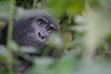 silverback Mountain Gorilla, Uganda