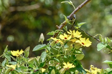Closeup of bright yellow black-eyed Susan flowers and green leaves in a sunny garden
