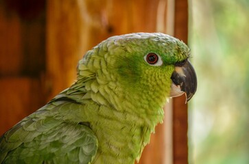 Closeup of a Yellow-necked Amazon (Amazona auropalliata) against blurred background