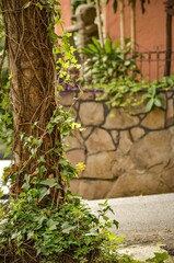 Vertical shot of a tree with green climbing branches and leaves next to a building