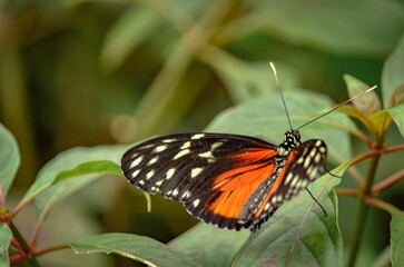 Closeup of a beautiful butterfly on a green leaf in a garden
