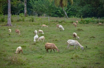 Obraz na płótnie Canvas Beautiful shot of sheep grazing in a green field