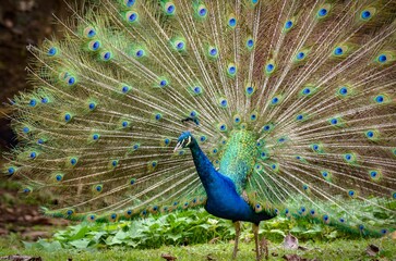 Obraz premium Close-up shot of a peacock with an open tail in a park