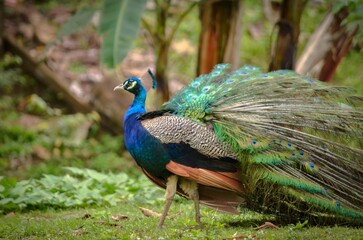 Close-up shot of a peacock walking in a park
