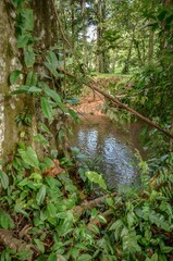 Vertical shot of a pond in the middle of a forest