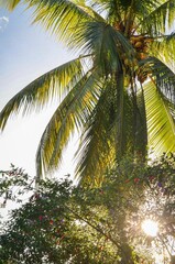 Fototapeta na wymiar Vertical shot of a palm tree growing in a park