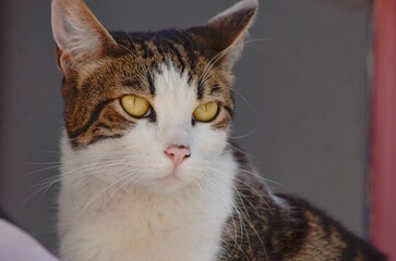 Close-up shot of a white-brown stray cat