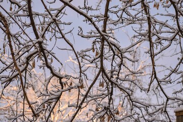 Closeup shot of the brown tree branches covered by snow under the sunlight.