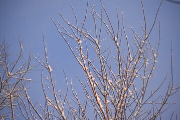 Closeup shot of the brown tree branches covered by snow under the sunlight.