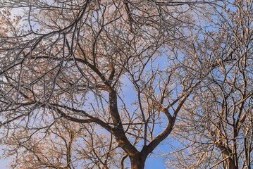 Closeup shot of the brown tree branches covered by snow under the sunlight.