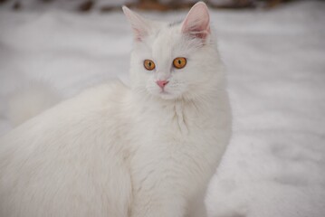 Closeup shot of a single white cat with orange eyes on the snow.