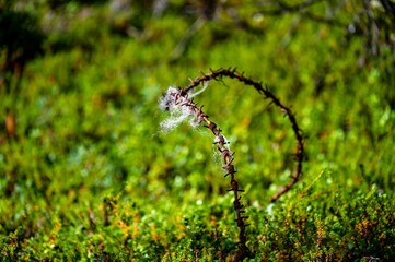 Closeup of a rustic barb wire on a green covered solid ground