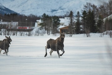 Moose running in the snowy landscape