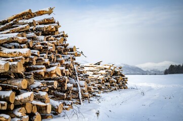 Closeup view of a pile of birch logs