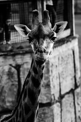 Vertical grayscale of a giraffe (Giraffa) in a zoo looking forward