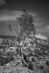 Vertical shot of a beautiful tree in black and white