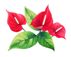Anthuriums flowers remove background , flowers, watercolor, isolated white background - obrazy, fototapety, plakaty