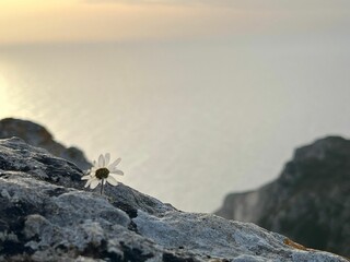 Closeup of a beautiful little flower on a rocky cliff overlooking the quiet sea at sunset