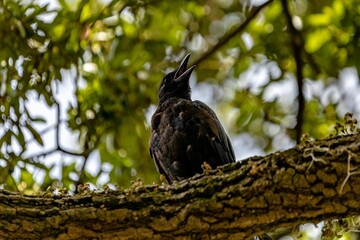 Crow perching on tree bark