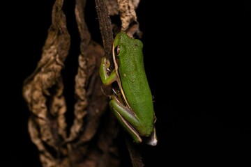 Green frog perching on tree bark