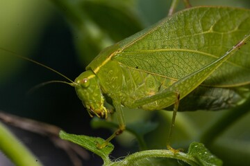Grasshopper perching on plant leaf