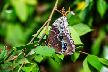 Owl Butterfly on a Leaf