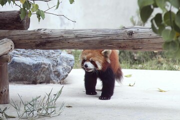 Closeup shot of a lesser panda (red panda) walking in the zoo