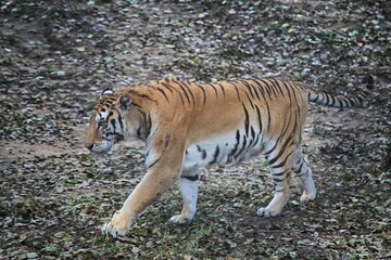 Big Amur tiger walking in the zoo