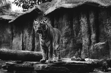 Grayscale of a growling tiger standing on a stone in a wildlife preserve