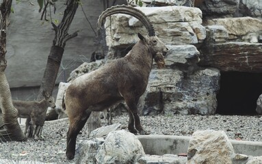 Closeup shot of an ibex with long curved horns standing on a stone in an animal preserve