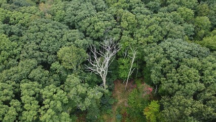 Aerial view of a dense forest with a dead tree in the middle