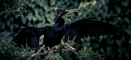 Beautiful black Anhinga bird spreading its wings