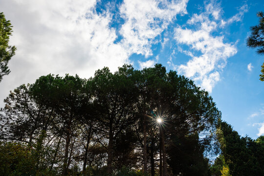 Partly cloudy sky and trees in the forest. Carbon net zero concept