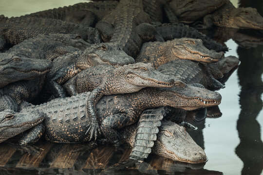 Large pileup of alligators on the side of a pond in Gatorland, Florida