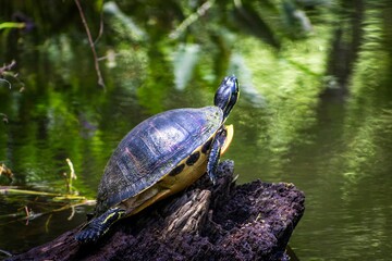 Obraz premium Turtle at the shore of a lake in the rainforest